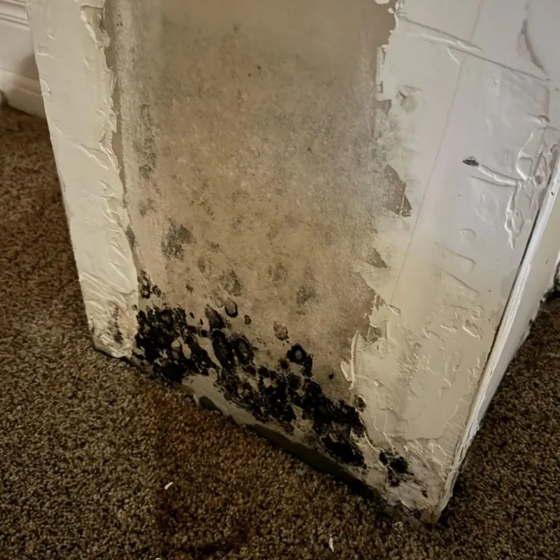 Professional Mold Removal in Botkins, OH